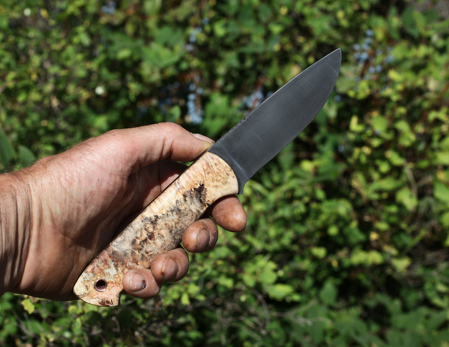 Woodlore clone, box elder burl