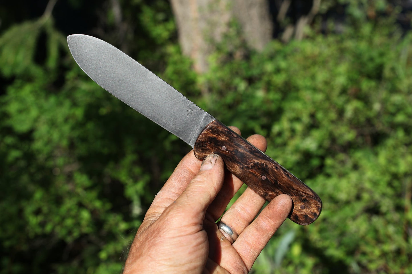 Kephart clone, redwood burl