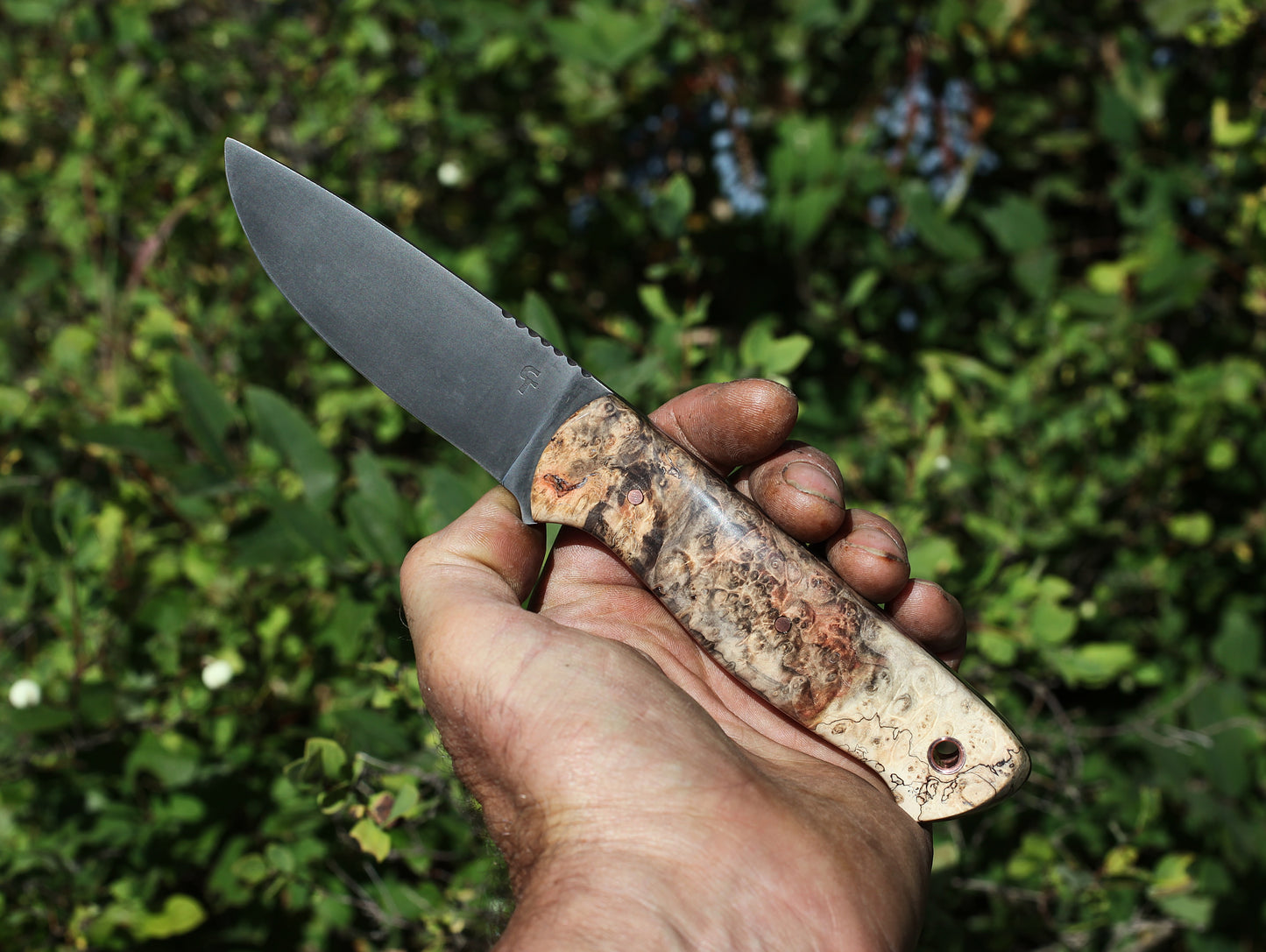 Woodlore clone, box elder burl
