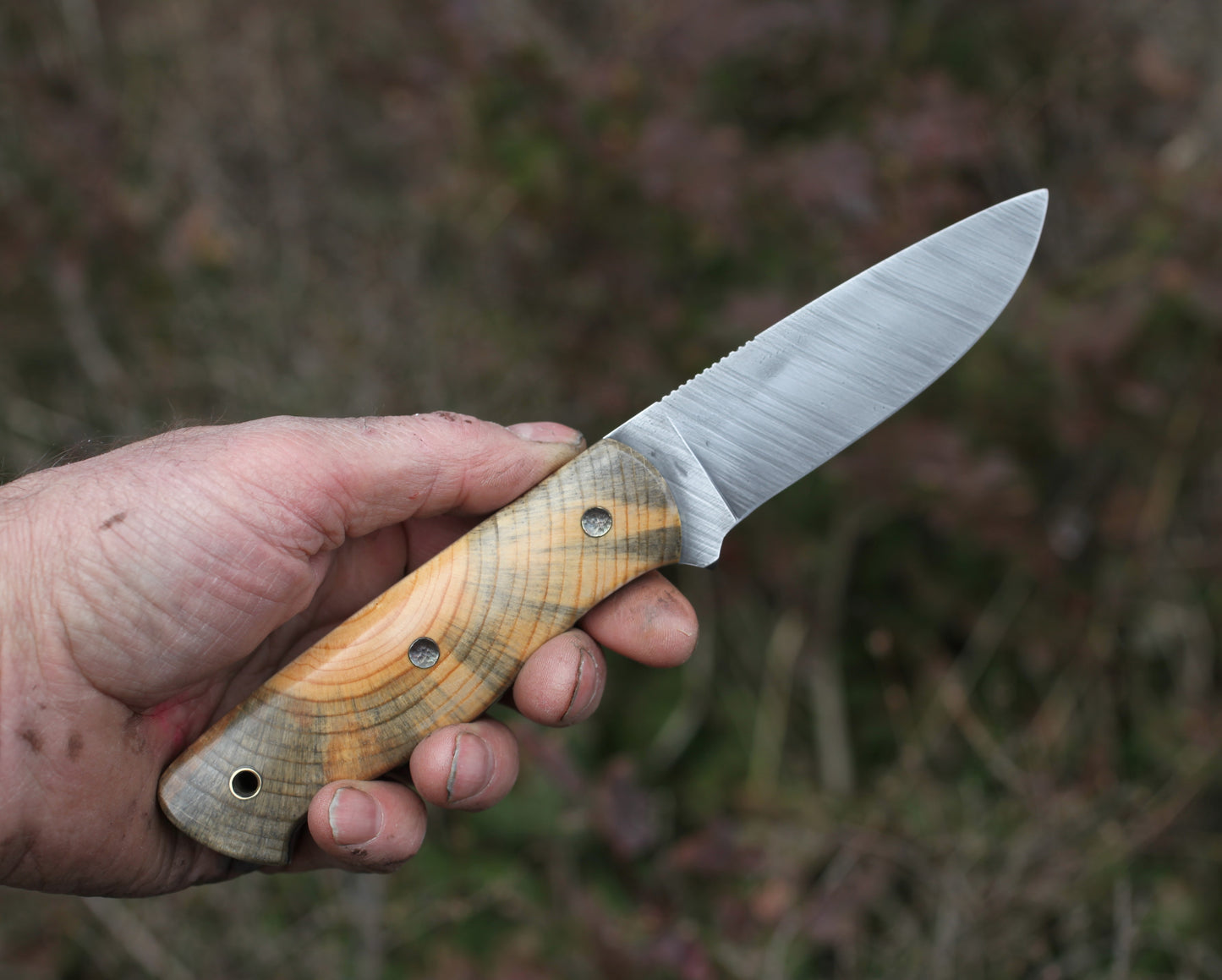 Woodlore clone, Ponderosa pine