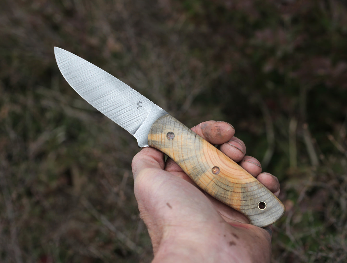Woodlore clone, Ponderosa pine